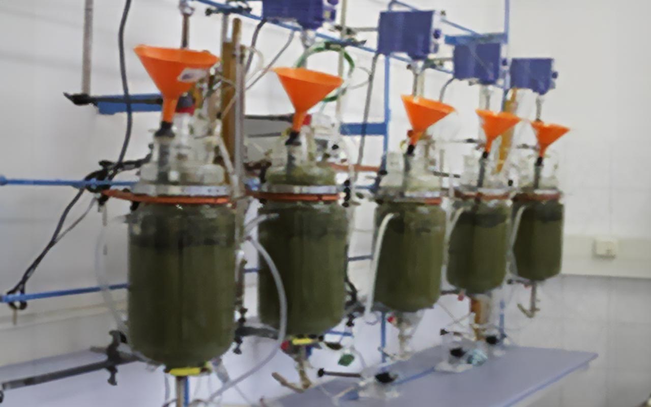 Selección del inóculo